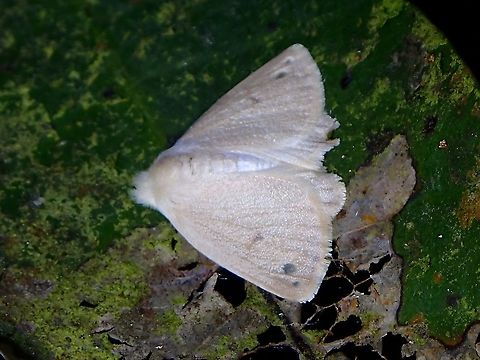 Tussock Moth - Arctornis obtusa Arctornis obtusa,Malaysia,Moth,Moth Week 2021,Penang,Tussock Moth