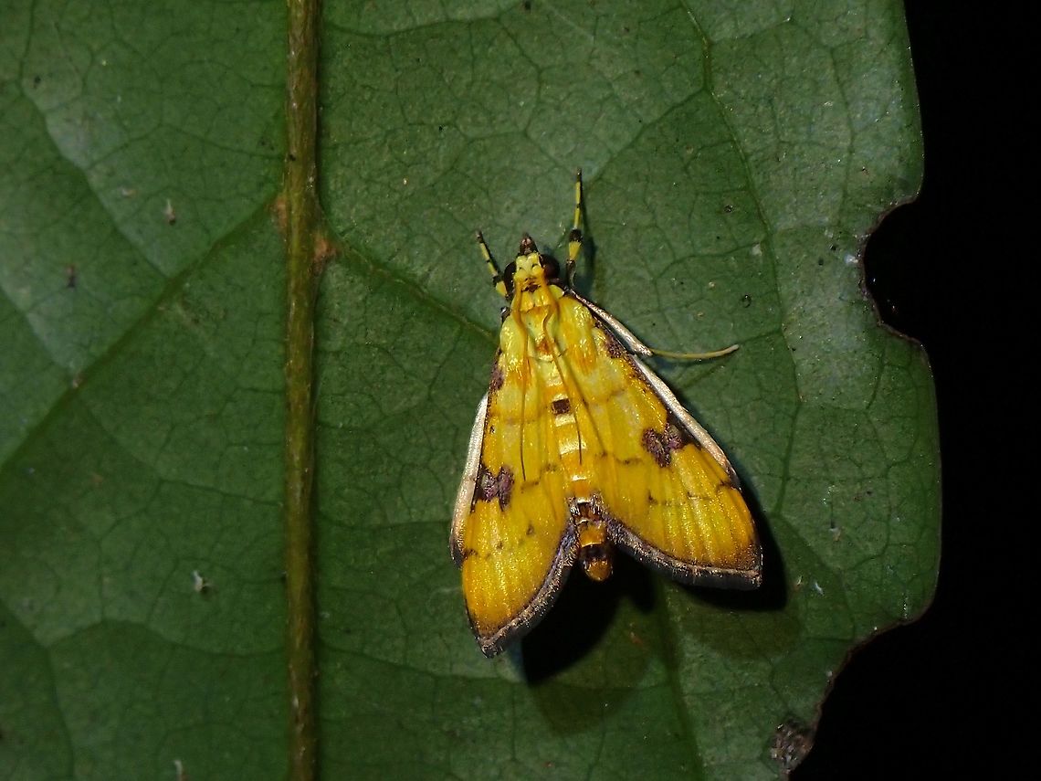 Pearl Moth - Spilomelinae  Malaysia,Moth,Moth Week 2021,Penang,Spilomelinae