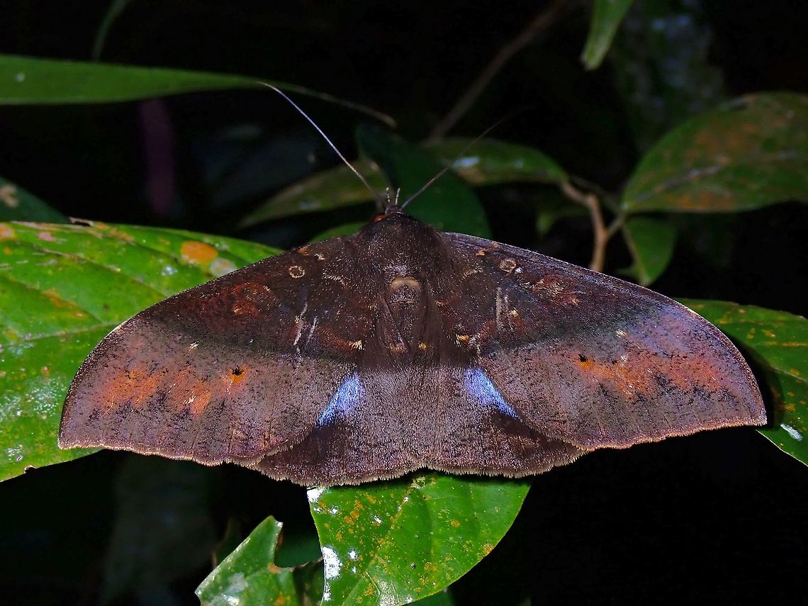Erebid Moth - Ischyja sp.  Erebid Moth,Ischyja,Ischyja sp,Malaysia,Moth,Moth Week 2021,Penang