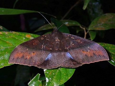 Erebid Moth - Ischyja sp.  Erebid Moth,Ischyja,Ischyja sp,Malaysia,Moth,Moth Week 2021,Penang