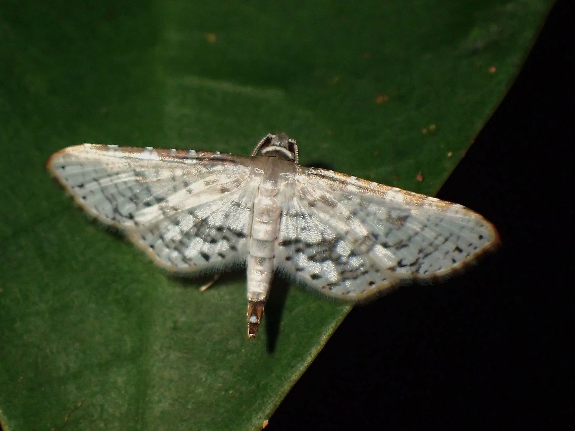 Window-Winged Moth - Thyrididae  Malaysia,Moth Week 2021,Penang,Thyrididae,Window-Winged Moth