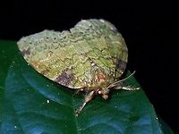 Tufted Moth - Nolidae This Tufted Moth was laying a cluster of eggs :<br />
<br />
https://www.jungledragon.com/image/119154/yummy_cookies.html Malaysia,Moth,Moth Week 2021,Nolidae,Penang,Tufted Moth
