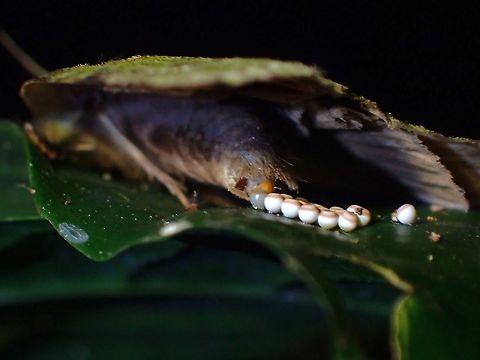 Laying Eggs This Tufted Moth was seen laying a cluster of eggs.

https://www.jungledragon.com/image/119152/tufted_moth_-_nolidae.html Malaysia,Moth,Moth Week 2021,Nolidae,Penang,Tufted Moth