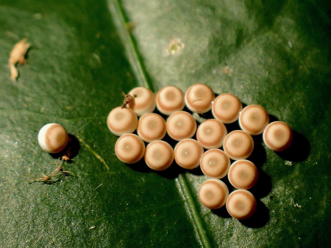 Yummy Cookies~ Cluster of eggs laid by Tufted Moth<br />
<br />
<figure class="photo"><a href="https://www.jungledragon.com/image/119152/tufted_moth_-_nolidae.html" title="Tufted Moth - Nolidae"><img src="https://s3.amazonaws.com/media.jungledragon.com/images/2994/119152_thumb.jpeg?AWSAccessKeyId=05GMT0V3GWVNE7GGM1R2&Expires=1759968010&Signature=Q%2BHQsXP%2FUYSeYZfpsyyFGKd14bQ%3D" width="200" height="150" alt="Tufted Moth - Nolidae This Tufted Moth was laying a cluster of eggs :<br />
<br />
https://www.jungledragon.com/image/119154/yummy_cookies.html Malaysia,Moth,Moth Week 2021,Nolidae,Penang,Tufted Moth" /></a></figure> Eggs,Malaysia,Moth,Moth Week 2021,Nolidae,Penang,Tufted Moth
