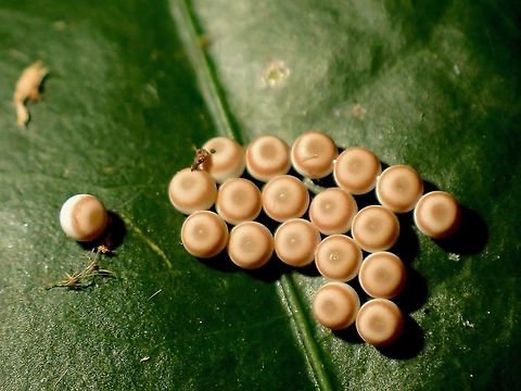 Yummy Cookies~ Cluster of eggs laid by Tufted Moth

https://www.jungledragon.com/image/119152/tufted_moth_-_nolidae.html Eggs,Malaysia,Moth,Moth Week 2021,Nolidae,Penang,Tufted Moth