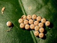 Yummy Cookies~ Cluster of eggs laid by Tufted Moth<br />
<br />
https://www.jungledragon.com/image/119152/tufted_moth_-_nolidae.html Eggs,Malaysia,Moth,Moth Week 2021,Nolidae,Penang,Tufted Moth