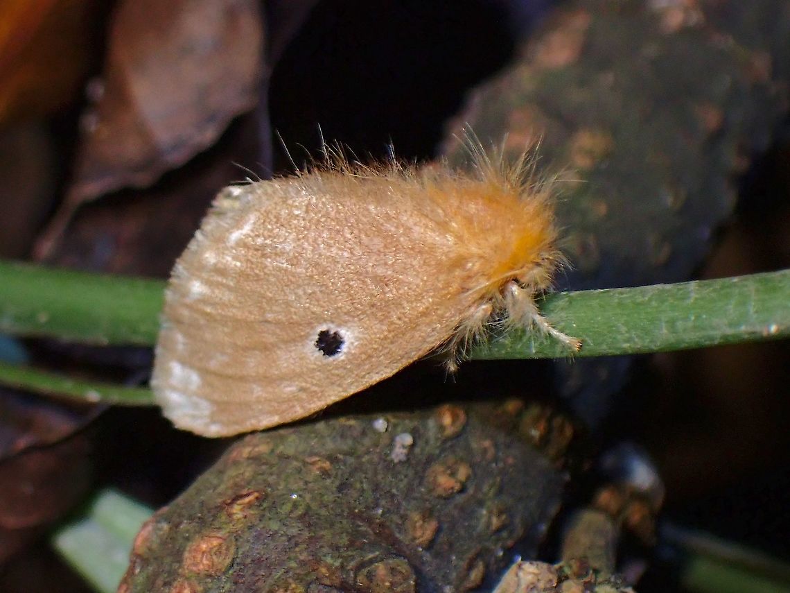 Tussock Moth - Bembina isabellina  Bembina isabellina,Malaysia,Moth,Moth Week 2021,Penang,Tussock Moth