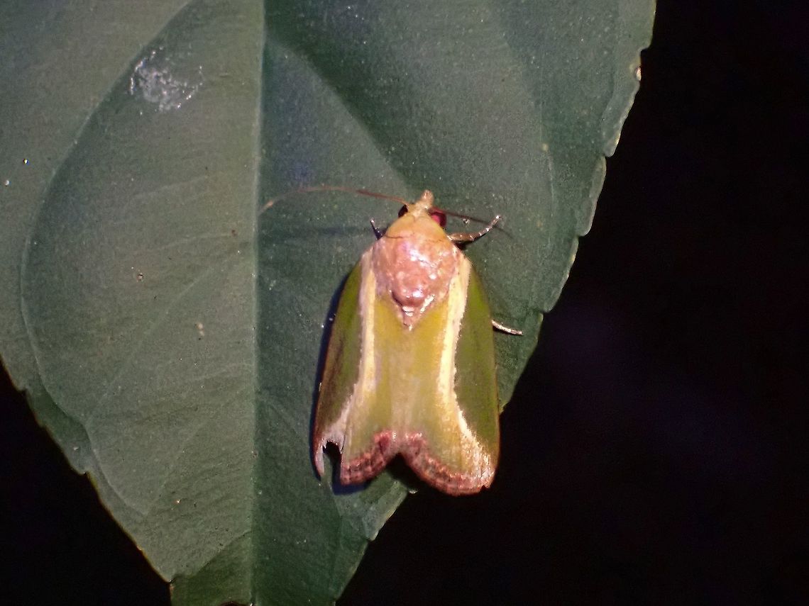Nolid Moth - Ariola coelisigna  Ariola coelisigna,Malaysia,Moth,Moth Week 2021,Nolid Moth,Penang