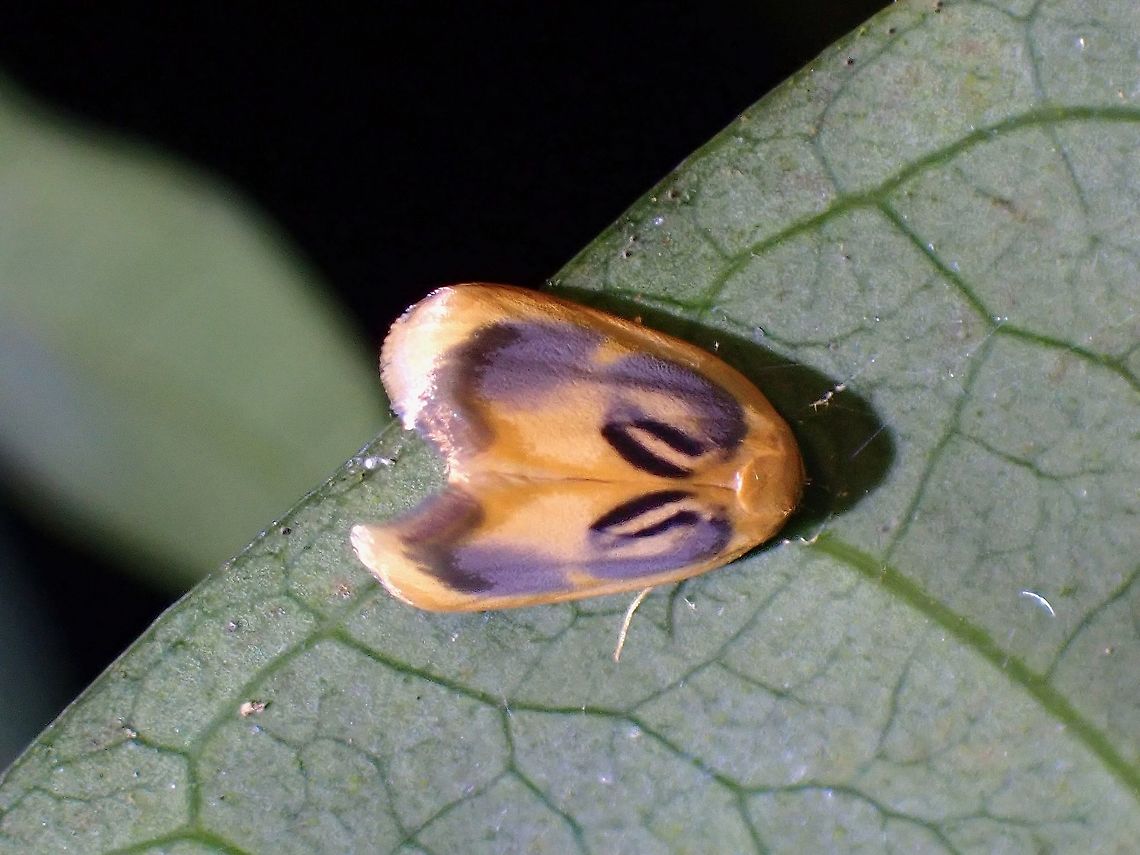 Lichen Moth - Trischalis subaurana  Lichen Moth,Malaysia,Moth,Moth Week 2021,Penang,Trischalis subaurana