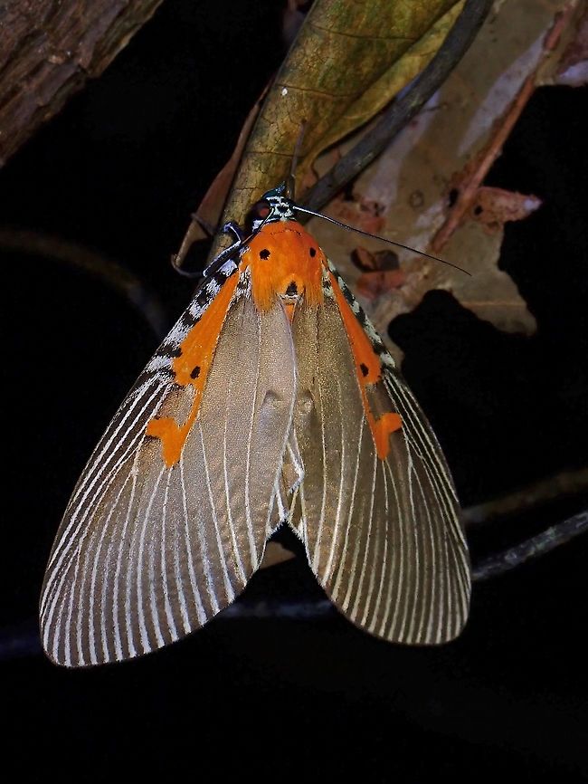 Snouted Tiger Moth - Euplocia membliaria  Euplocia membliaria,Malaysia,Moth,Moth Week 2021,Penang,Snouted Tiger Moth,Tiger Moth