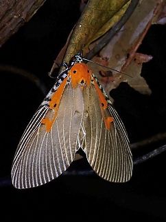 Snouted Tiger Moth - Euplocia membliaria  Euplocia membliaria,Malaysia,Moth,Moth Week 2021,Penang,Snouted Tiger Moth,Tiger Moth