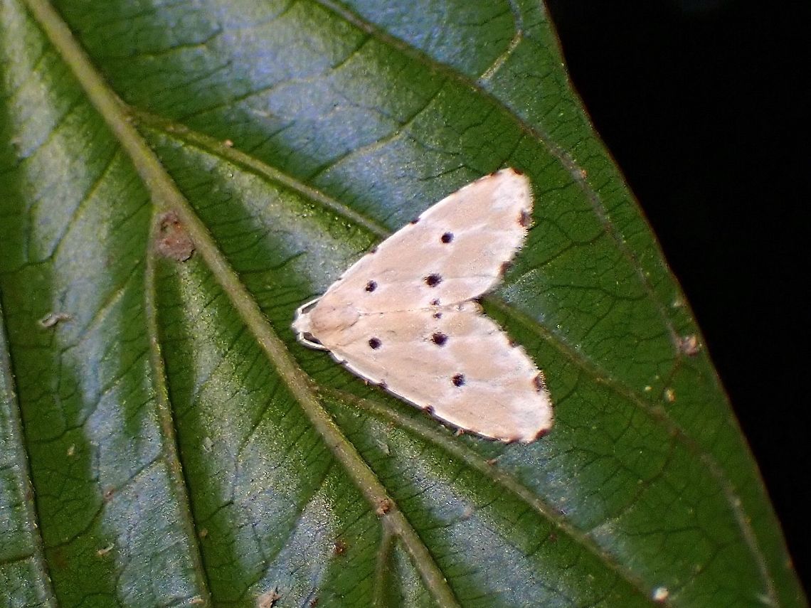 Erebid Moth - Metaemene atrigutta  Erebid Moth,Malaysia,Metaemene atrigutta,Moth,Moth Week 2021,Penang