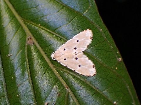 Erebid Moth - Metaemene atrigutta  Erebid Moth,Malaysia,Metaemene atrigutta,Moth,Moth Week 2021,Penang
