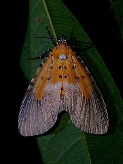 Snouted Tiger Moth - Peridrome subfascia  Malaysia,Moth,Moth Week 2021,Penang,Peridrome subfascia,Snouted Tiger Moth,Tiger Moth