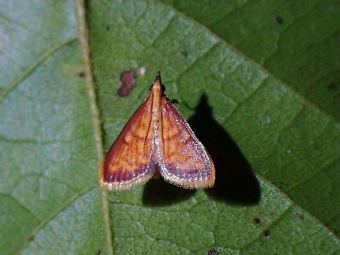 Pearl Moth - Spilomelinae  Malaysia,Moth,Moth Week 2021,Pearl Moth,Penang,Spilomelinae,Spilomelinae sp