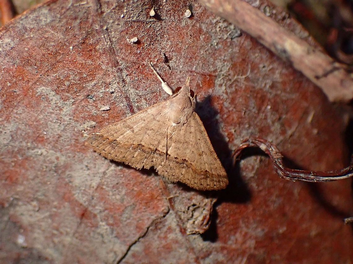 Erebid Moth - Gesonia obeditalis  Erebid Moth,Gesonia obeditalis,Malaysia,Moth,Moth Week 2021,Penang