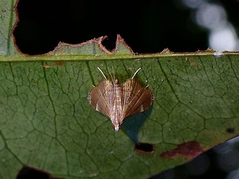 Pearl Moth - Cangetta sp.  Cangetta,Cangetta sp,Malaysia,Moth,Moth Week 2021,Pearl Moth,Penang