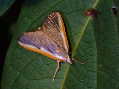 Pearl Moth - Pylartes subcostalis  Malaysia,Moth,Moth Week 2021,Pearl Moth,Penang,Pylartes subcostalis