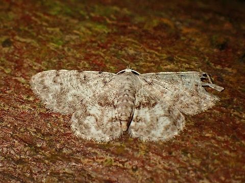 Geometer Moth - Boarmiini  Boarmiini,Geometer Moth,Malaysia,Moth,Moth Week 2021,Penang