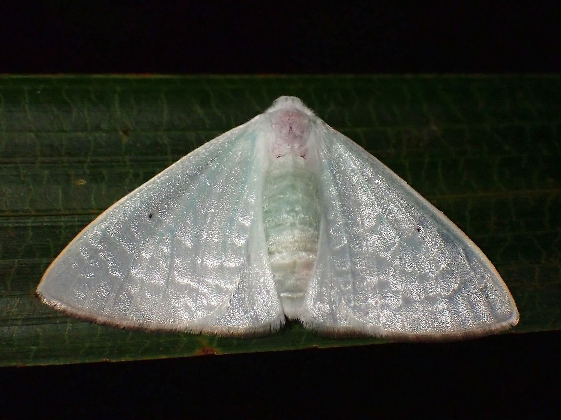 Tussock Moth - Arctornis  Arctornis,Arctornis sp,Malaysia,Moth,Moth Week 2021,Penang,Tussock Moth