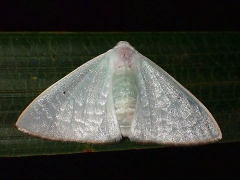 Tussock Moth - Arctornis  Arctornis,Arctornis sp,Malaysia,Moth,Moth Week 2021,Penang,Tussock Moth
