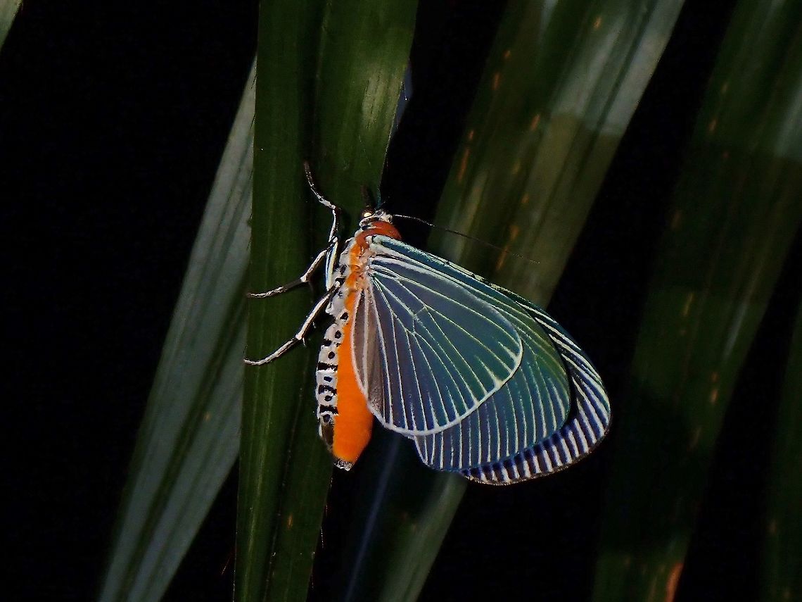 Snouted Tiger Moth - Euplocia membliaria  Euplocia membliaria,Malaysia,Moth,Moth Week 2021,Penang,Snouted Tiger Moth,Tiger Moth