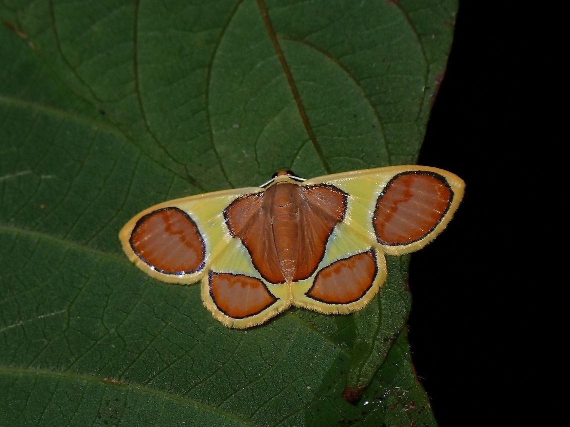 Dog's Paw Moth - Plutodes malaysiana  Dog's Paw Moth,Malaysia,Moth,Moth Week 2021,Penang,Plutodes malaysiana