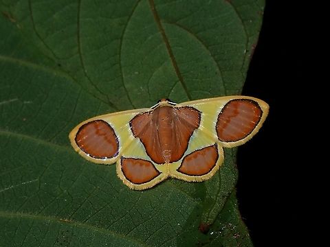 Dog's Paw Moth - Plutodes malaysiana  Dog's Paw Moth,Malaysia,Moth,Moth Week 2021,Penang,Plutodes malaysiana
