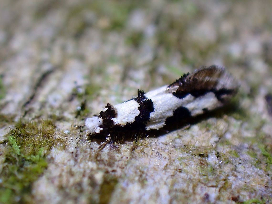 Moth - Family Tineidae  Malaysia,Moth,Moth Week 2021,Penang,Tinediae