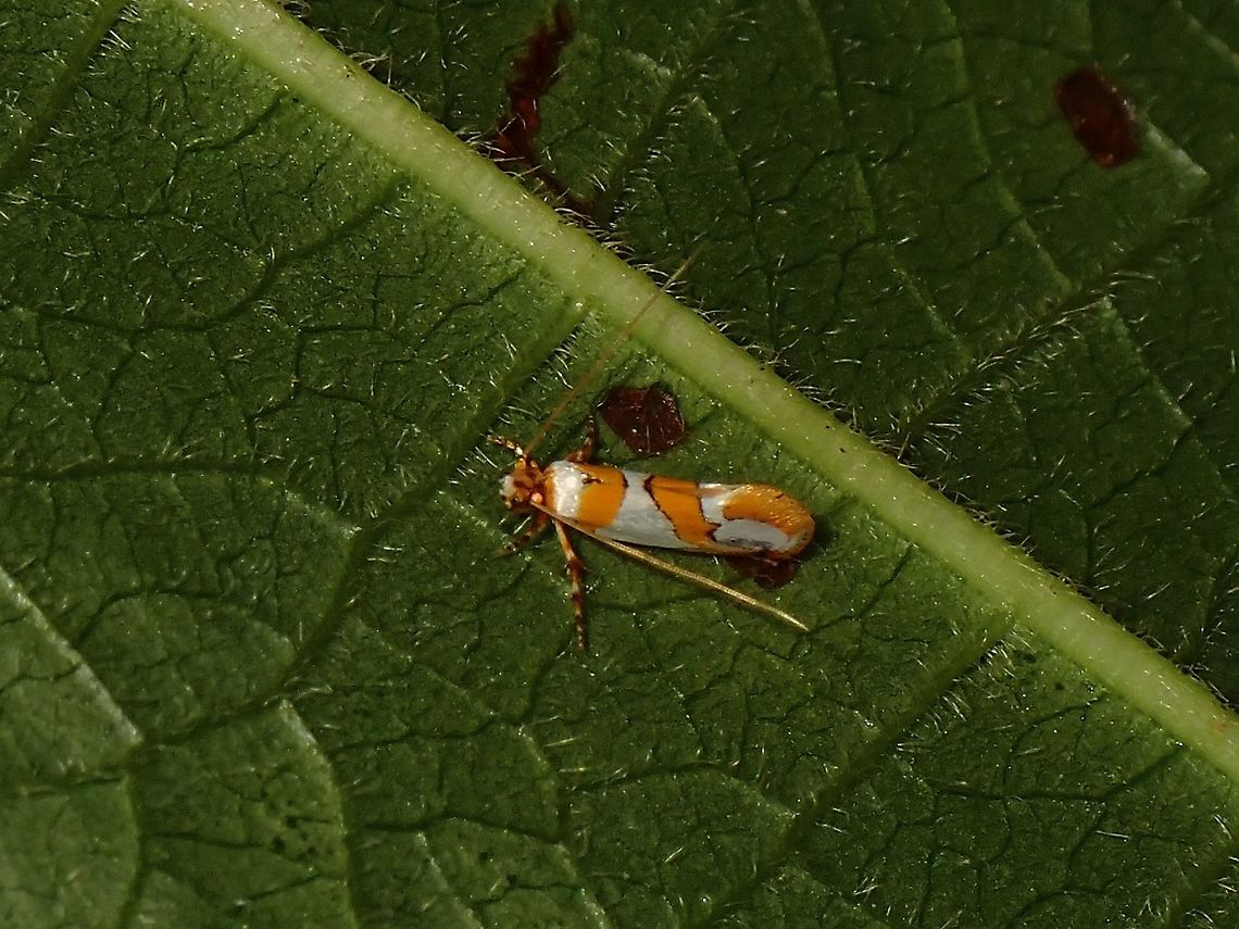 Moth - Tinea improvisa  Malaysia,Moth,Moth Week 2021,Penang,Tinea improvisa
