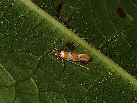 Moth - Tinea improvisa  Malaysia,Moth,Moth Week 2021,Penang,Tinea improvisa