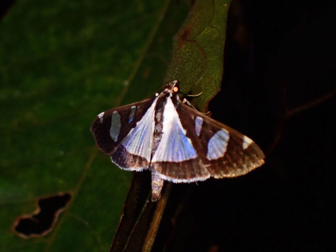 Pearl Moth - Glyphodes bicolor  Glyphodes bicolor,Malaysia,Moth,Moth Week 2021,Pearl Moth,Penang