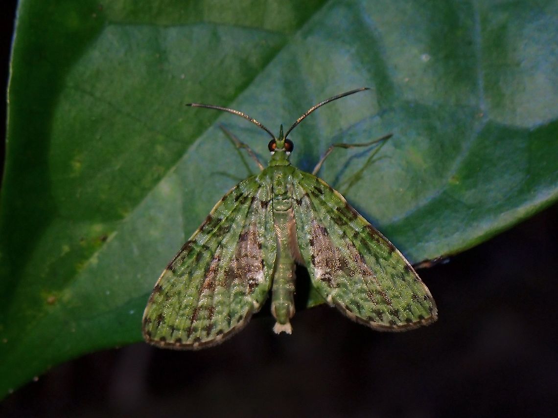 Carpet Moth - Sauris sp.  Carpet Moth,Malaysia,Moth,Moth Week 2021,Penang,Sauris,Sauris sp
