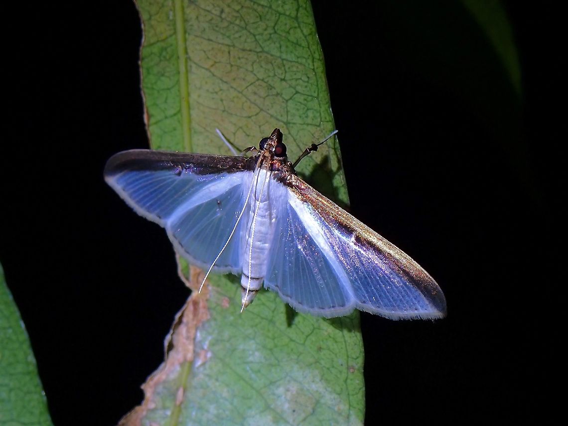 Pearl Moth - Cydalima laticostalis  Cydalima laticostalis,Malaysia,Moth,Moth Week 2021,Pearl Moth,Penang