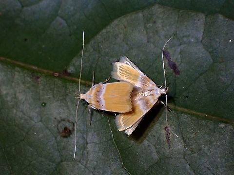 Curved-Horn Moth - Gelechioidea  Curved-Horn Moth,Gelechioidea,Malaysia,Moth Week 2021,Penang