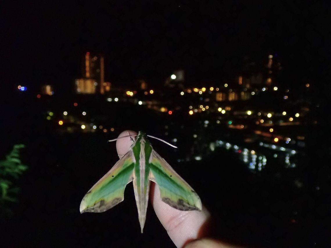 Night View This Green Pergesa Hawkmoth flew off when I was taking pics of it and landed on me. Green Pergesa Hawkmoth,Hawkmoth,Malaysia,Moth,Moth Week 2021,Penang,Pergesa acteus