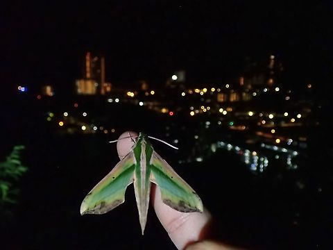 Night View This Green Pergesa Hawkmoth flew off when I was taking pics of it and landed on me. Green Pergesa Hawkmoth,Hawkmoth,Malaysia,Moth,Moth Week 2021,Penang,Pergesa acteus