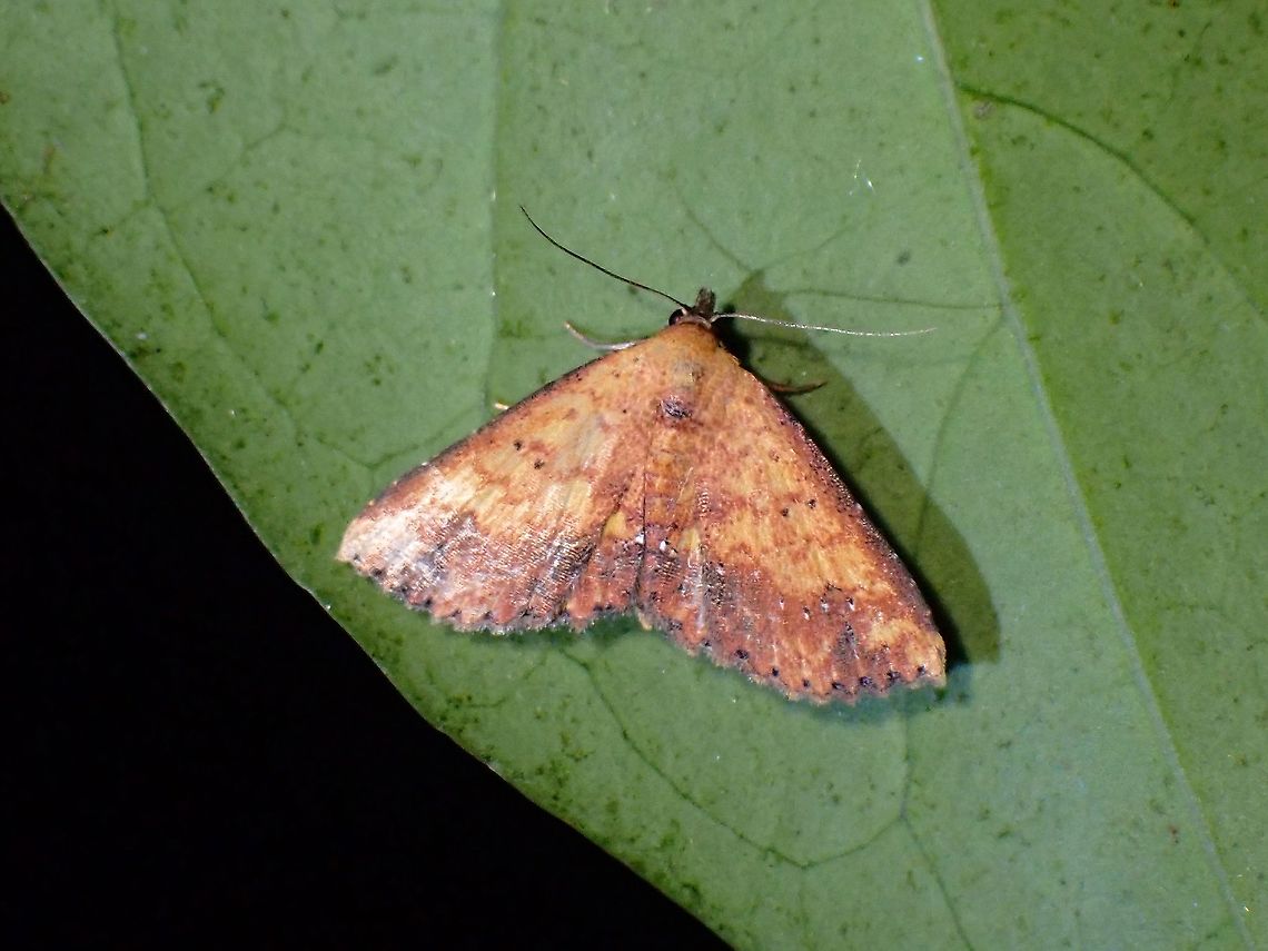 Erebid Moth - Cerynea sp.  Cerynea,Cerynea sp,Erebid Moth,Malaysia,Moth,Moth Week 2021,Penang