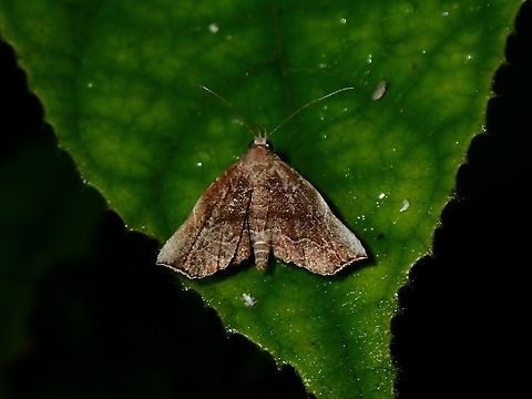Fruit Piercing Moth - Goniocraspedon sp.  Fruit Piercing Moth,Goniocraspedon,Goniocraspedon sp,Malaysia,Moth,Moth Week 2021,Penang