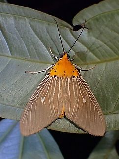Tropical Tiger Moth - Asota Caricae Asota caricae,Malaysia,Moth,Moth Week 2021,Penang,Tiger Moth,Tropical Tiger Moth