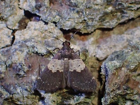 Litter Moth - Hydrillodes sp.  Hydrillodes,Hydrillodes sp,Litter Moth,Malaysia,Moth,Moth Week 2021,Penang,moth