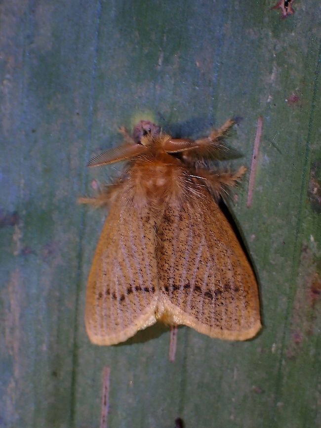 Tussock Moth - Lymantriinae  Lymantriinae,Malaysia,Moth,Moth Week 2021,Penang,Tussock Moth