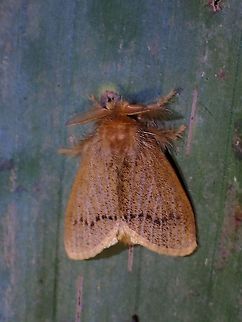 Tussock Moth - Lymantriinae  Lymantriinae,Malaysia,Moth,Moth Week 2021,Penang,Tussock Moth