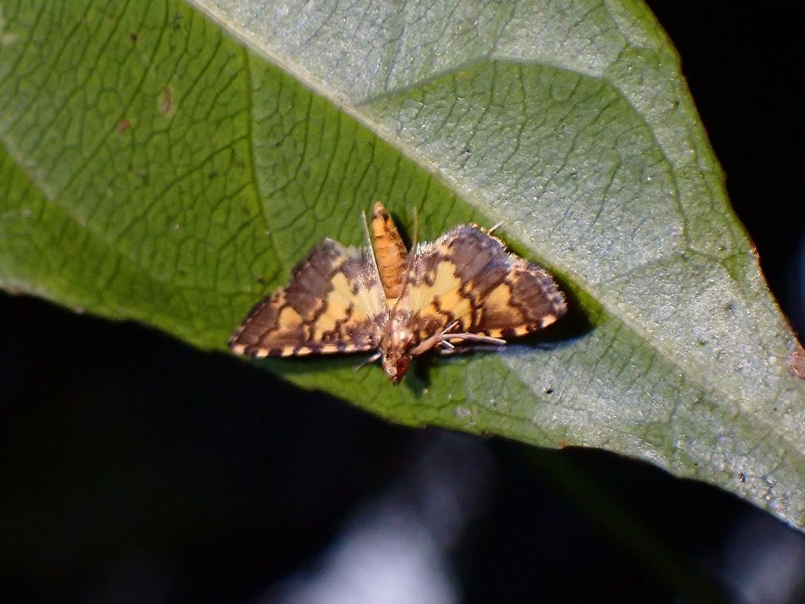 Pearl Moth - Eurrhyparodes sp.  Eurrhyparodes,Eurrhyparodes sp,Malaysia,Moth,Moth Week 2021,Pearl Moth,Penang