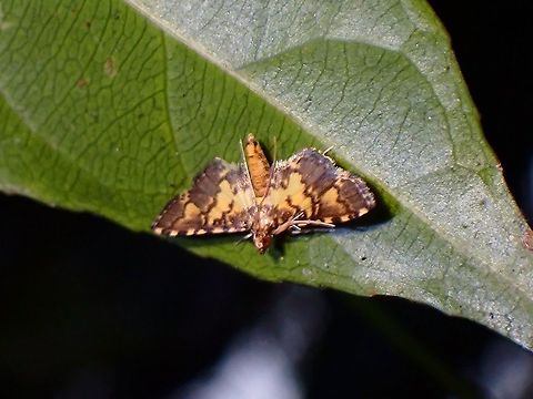Pearl Moth - Eurrhyparodes sp.  Eurrhyparodes,Eurrhyparodes sp,Malaysia,Moth,Moth Week 2021,Pearl Moth,Penang