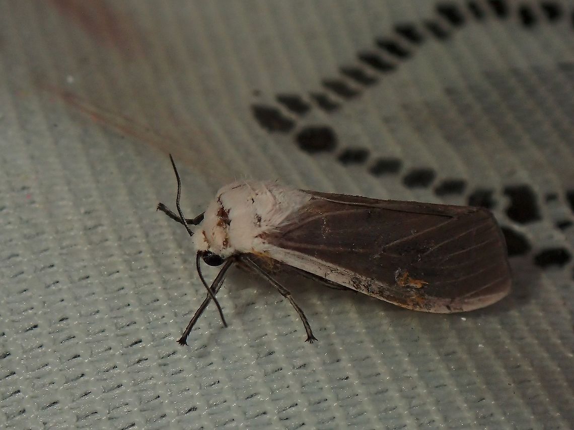 Tiger Moth - Creatonotos transiens  Creatonotos transiens,Malaysia,Moth,Moth Week 2021,Penang,Tiger Moth,moth