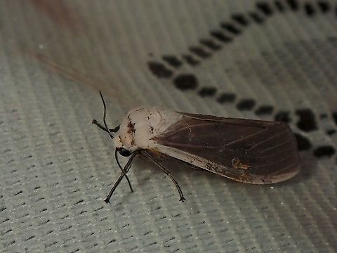 Tiger Moth - Creatonotos transiens  Creatonotos transiens,Malaysia,Moth,Moth Week 2021,Penang,Tiger Moth,moth
