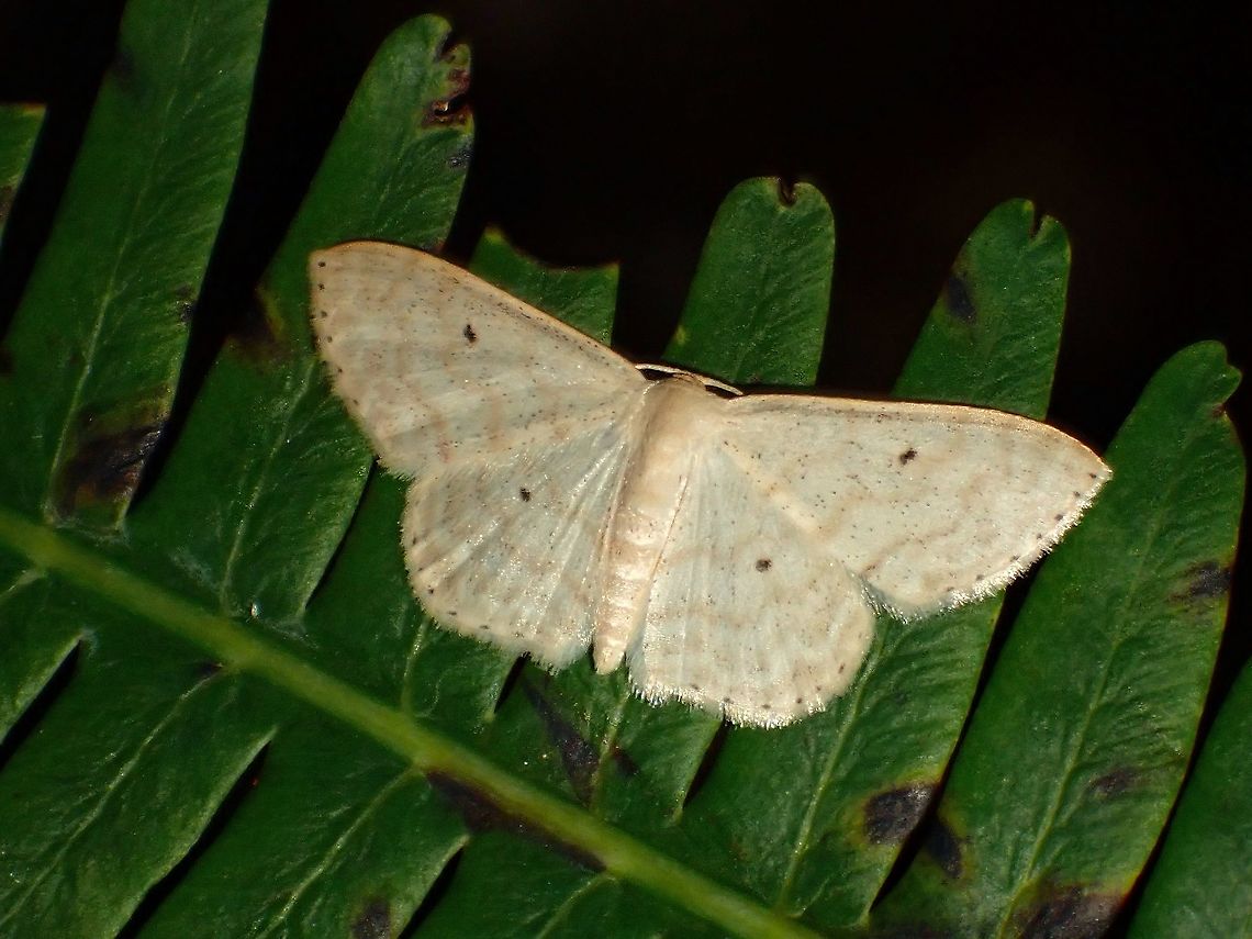 Geometrid Moth - Scopula sp.  Geometrid Moth,Malaysia,Moth,Moth Week 2021,Penang,Scopula,Scopula sp