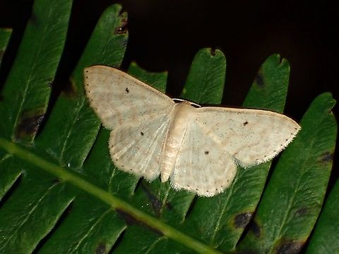 Geometrid Moth - Scopula sp.  Geometrid Moth,Malaysia,Moth,Moth Week 2021,Penang,Scopula,Scopula sp