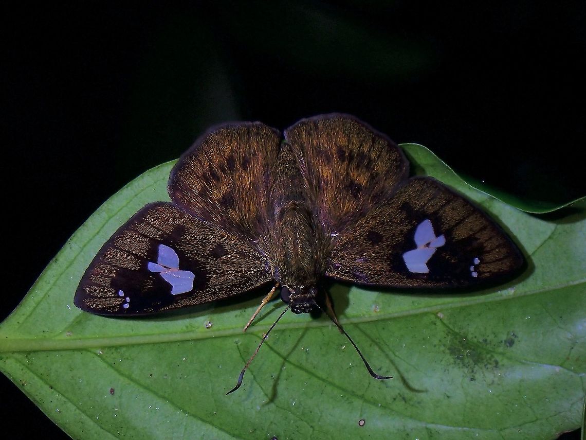 White-Banded Flat - Celaenorrhinus asmara  Celaenorrhinus asmara,Malaysia,Penang,White-banded Flat